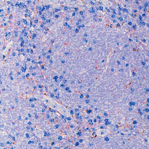 Hematoxylin Counterstain product photo Front View S