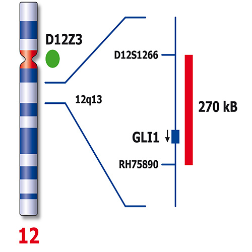 IVD GLI1/SE 12 photo produit Back View S