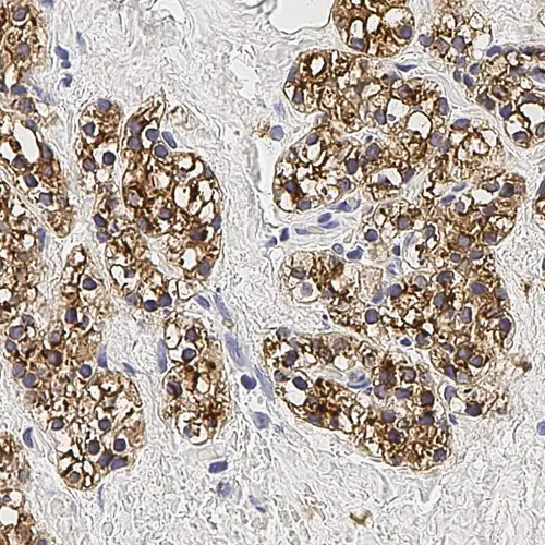 Parathyroid Hormone photo produit Front View S