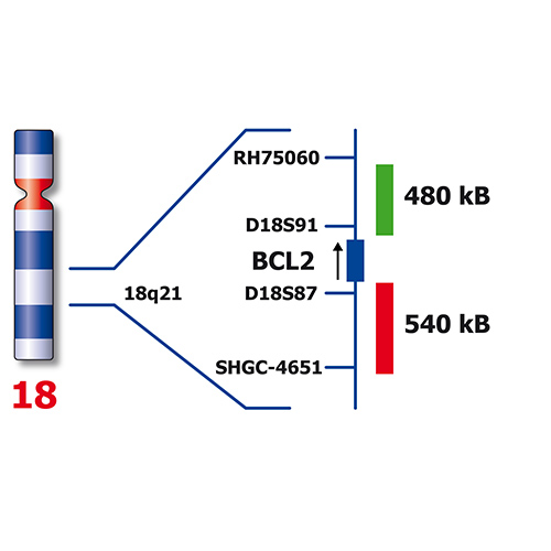 IVD BCL2 Break (tissue) product photo Back View S