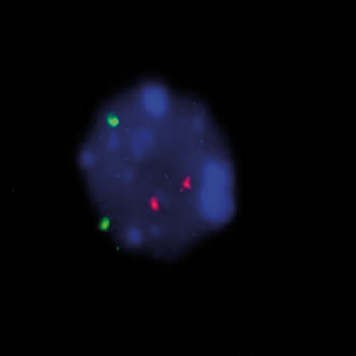 Mouse Centromere product photo Front View S