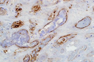 7ml C4d (SP91 Rab) 'CM' 製品画像