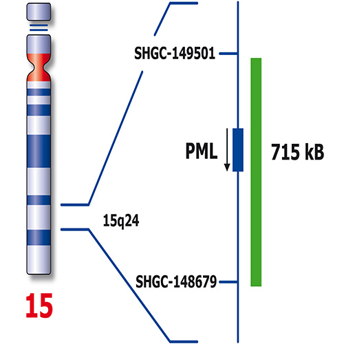 RUO - PML / RARA (15q24/17q21) 製品画像 Back View S