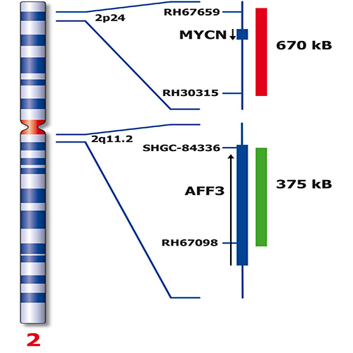 RUO - MYCN (2p24) / AFF3 (2q11) 製品画像 Back View S