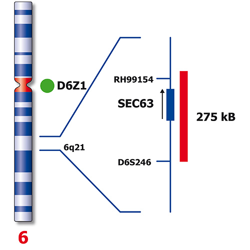 IVD 6q21/SE 6 製品画像 Back View S