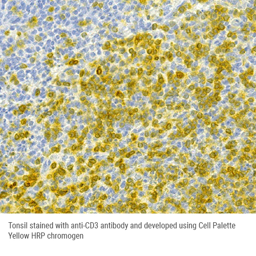 Cell Palette Yellow HRP Chromogen 50mL 製品画像