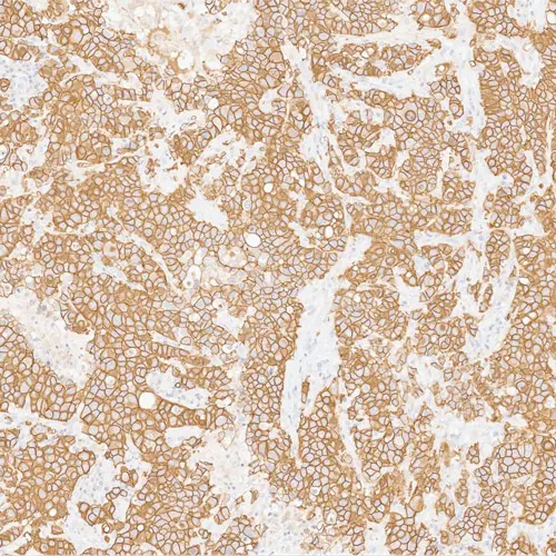 1ml NCL-L-BMA-RUO product photo