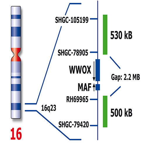 RUO - MAF (16q23) / IGH (14q32) 产品照片 Side View S