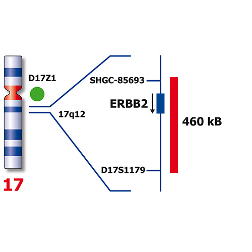 RUO - ERBB2 / SE 17 (17q12 / D17Z1) 产品照片 Back View S
