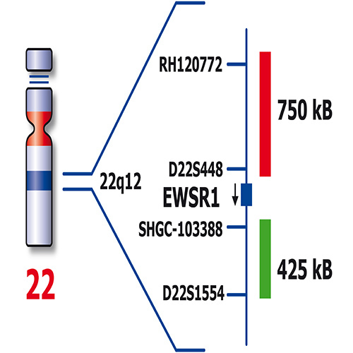 RUO - EWSR1 Break (22q12) 产品照片 Back View S