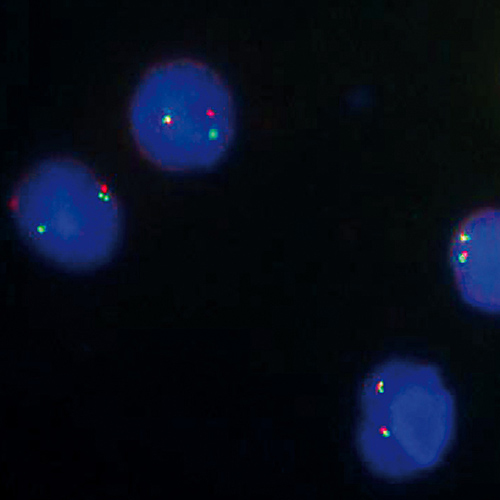 IVD BCL6 Break product photo Front View S