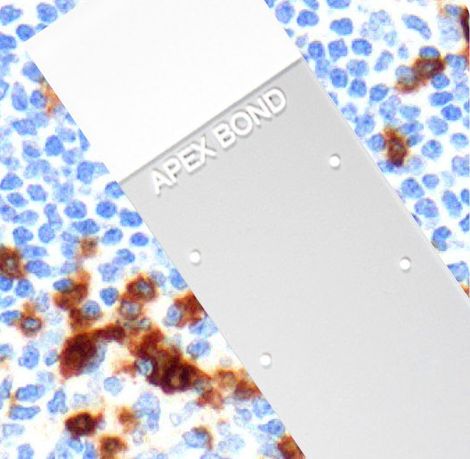 Apex BOND Slide product photo