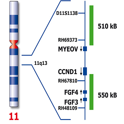 IVD MYEOV/IGH 产品照片 Back View S