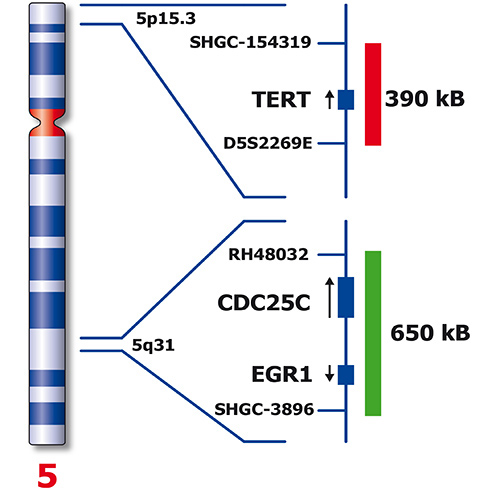 IVD TERT/5q31 (tissue) 产品照片 Back View S