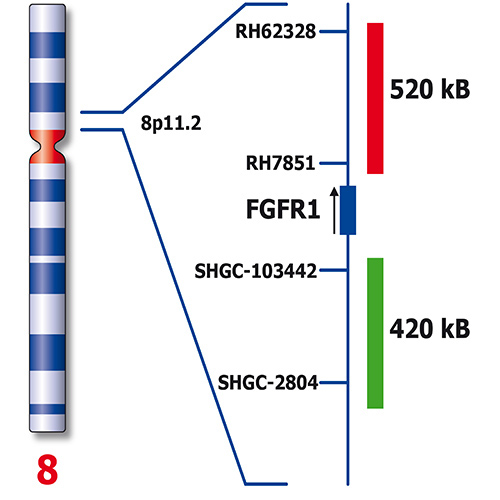 IVD FGFR1 Break 产品照片 Back View S