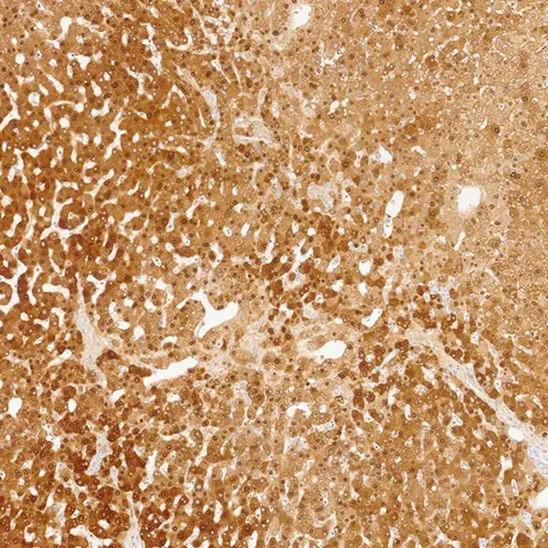 7mL Arginase-1 (EPR6672(B)) RTU product photo