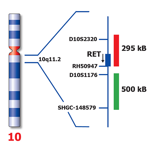 IVD RET (10q11) Break - XL for BOND 製品画像 Back View S