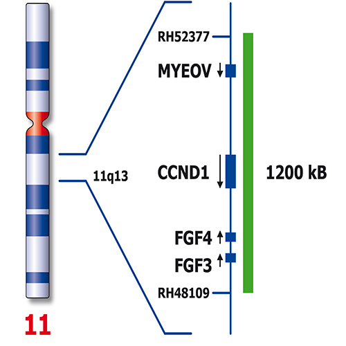 IVD CCND1/IGH Fusion 製品画像 Back View S