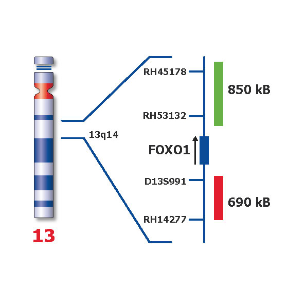 IVD FOXO1 Break 製品画像 Back View S