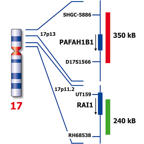 IVD PAFAH1B1/17p11 製品画像 Back View S