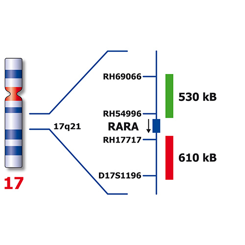 IVD RARA Break 製品画像 Back View S