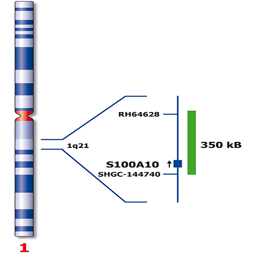 IVD 1q21/8p21 製品画像 Back View S