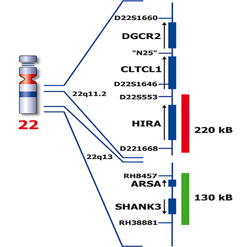 IVD HIRA/SHANK3 製品画像 Back View S