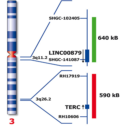 IVD TERC/3q11 製品画像 Back View S