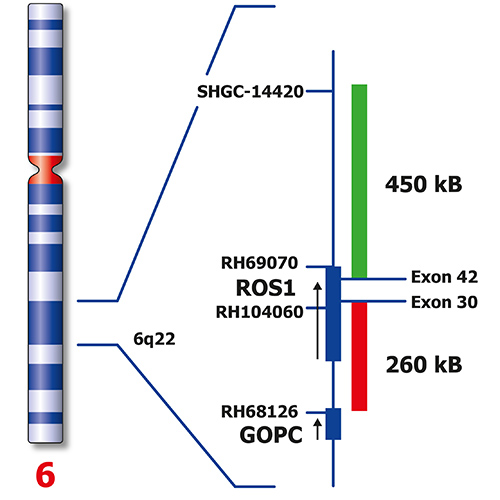 RUO - ROS1 Break 製品画像 Back View S