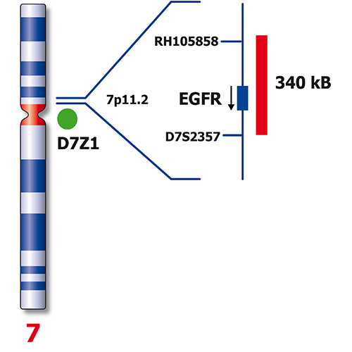 IVD EGFR/SE 7 製品画像 Back View S