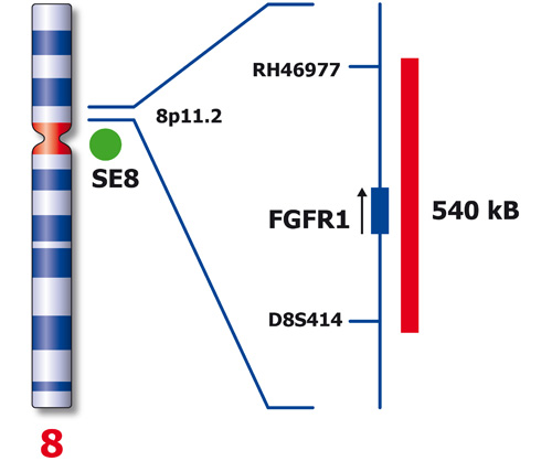 IVD FGFR1/SE 8 製品画像 Back View S
