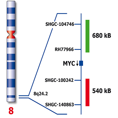 IVD MYC (8q24) Break - XL for BOND 製品画像 Back View S