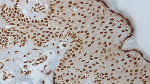 ???2306?1ml NCL-L-Akt-Phos 製品画像