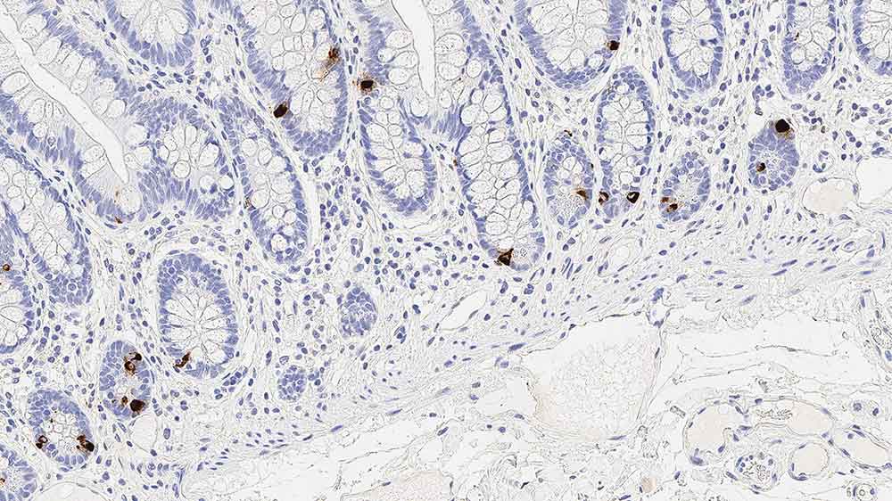 NCL-L-CHROM-430,Chromo-A,5H7,1mL 製品画像