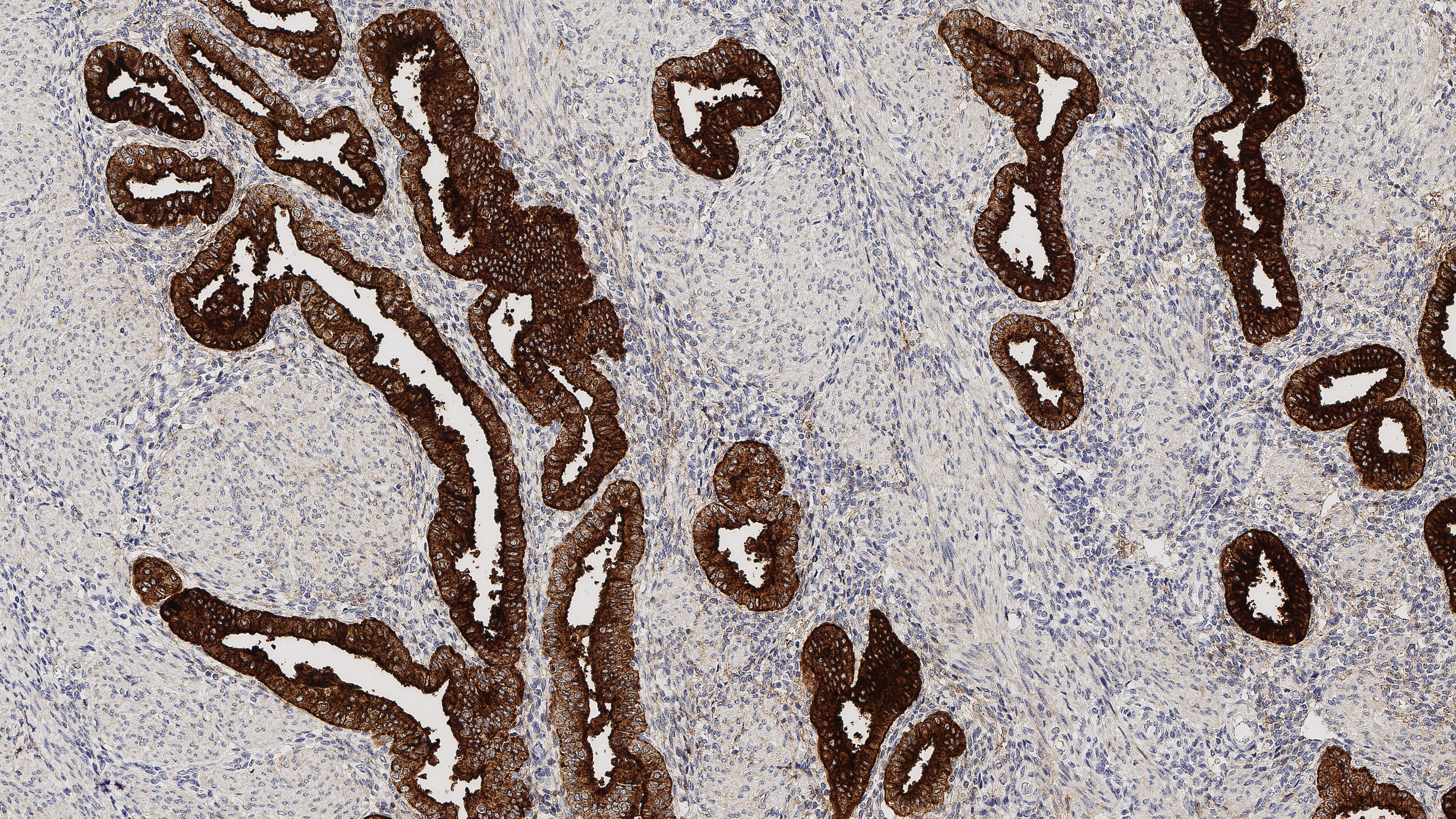 PA0053,Muc-6 Glycoprotein,CLH5,7mL 製品画像