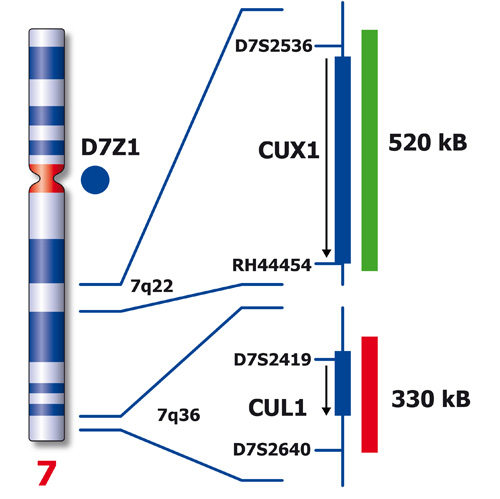 IVD 7q- Triple-Color 製品画像 Back View S