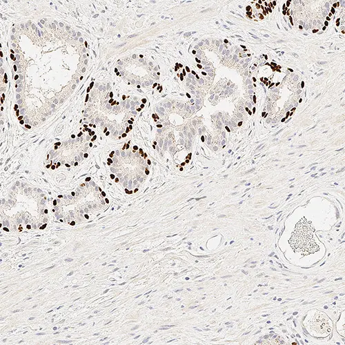 p63 Protein 製品画像 Front View S