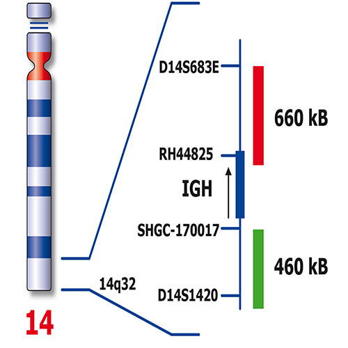 RUO - IGH Break product photo Back View S