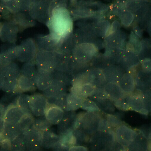 RUO - FOXO1 Break product photo