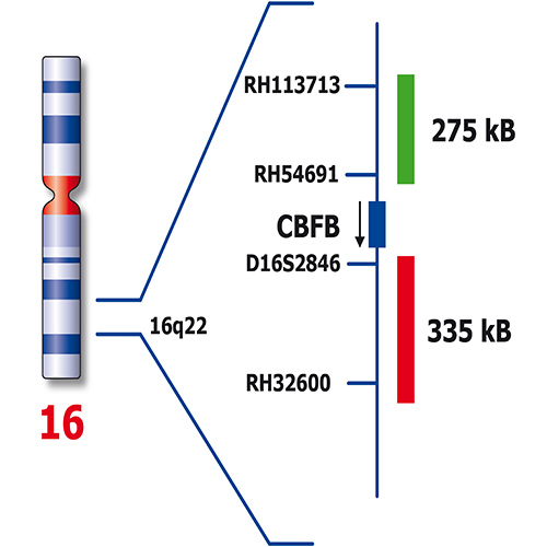 RUO - CBFB Break (16q22) product photo Back View S