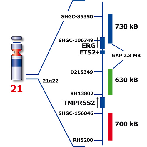 RUO - TMPRSS2-ERG product photo Back View S