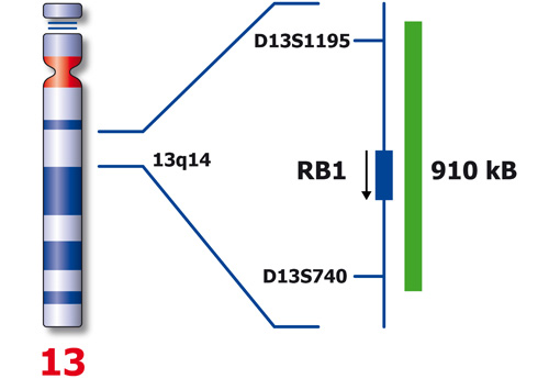 RB1 (13q14) product photo