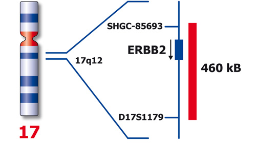 ERBB2 (17q12) product photo