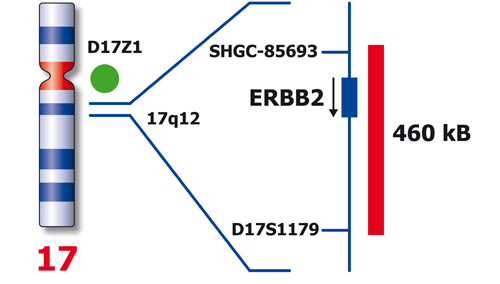 IVD ERBB2 (17q12) / SE 17 product photo