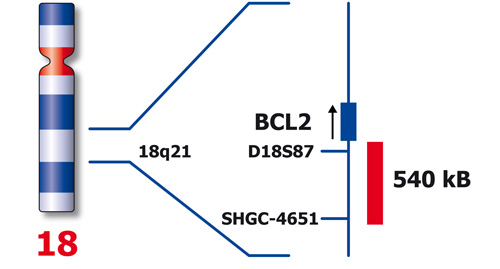 BCL2 (18q21) product photo