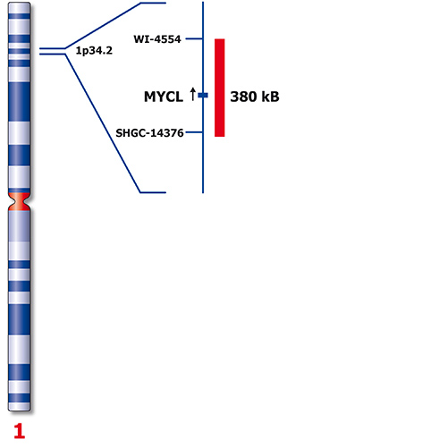 MYCL (1p34) product photo