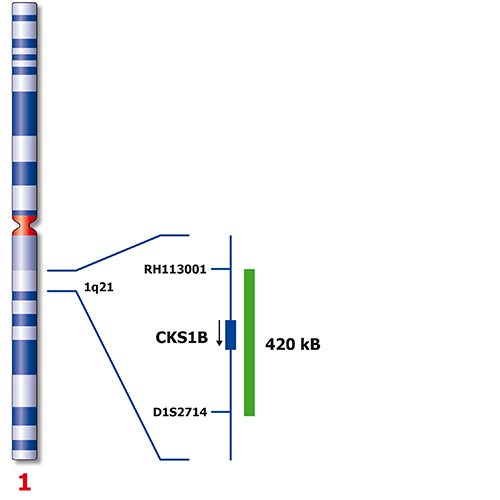CKS1B (1q21) product photo