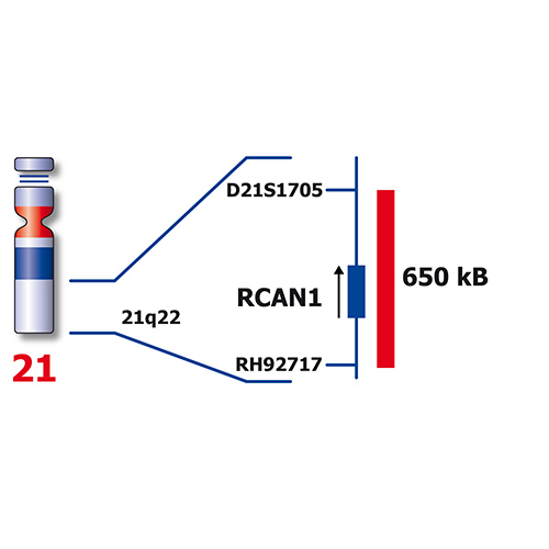 IVD RB1/RCAN1, SE X/SE Y/ SE 18 product photo Back View S
