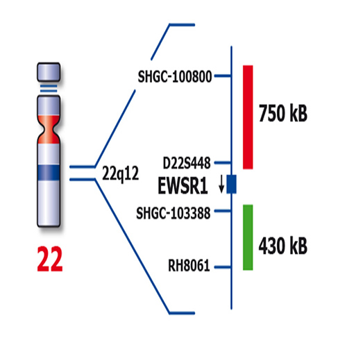 EWSR1 (22q12) Break – XL for BOND product photo Back View S