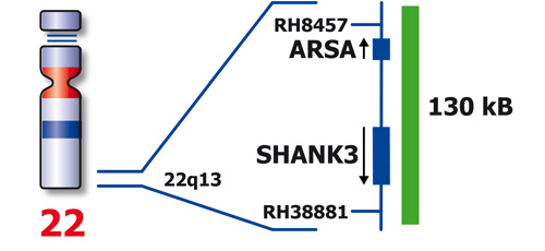 SHANK3 (22q13) product photo
